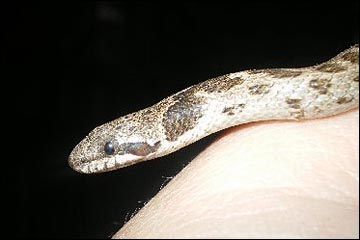 Night Snake (Hypsiglena chlorophaea)