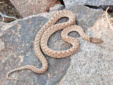 Night Snake (Hypsiglena chlorophaea)