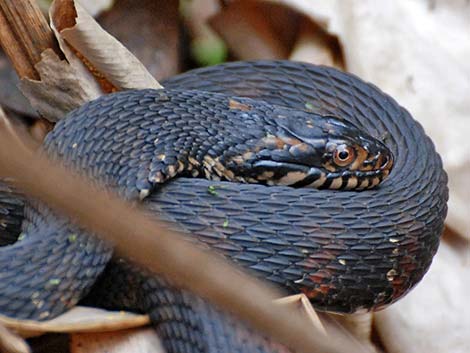 Brown Water Snake (Nerodia taxispilota)