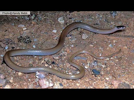 Southwestern Black-Headed Snake (Tantilla hobartsmithi)