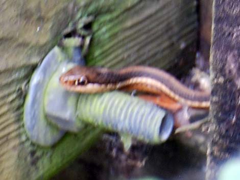 Peninsula Ribbon Snake (Thamnophis sauritus sackenii)