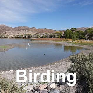  Birding Pahranagat Valley