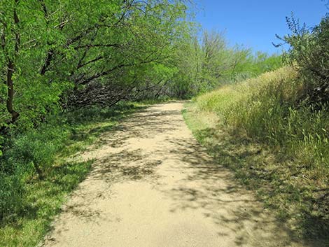 Hassayampa River Preserve