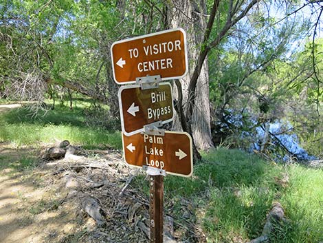 Hassayampa River Preserve