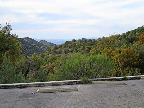 Madera Canyon