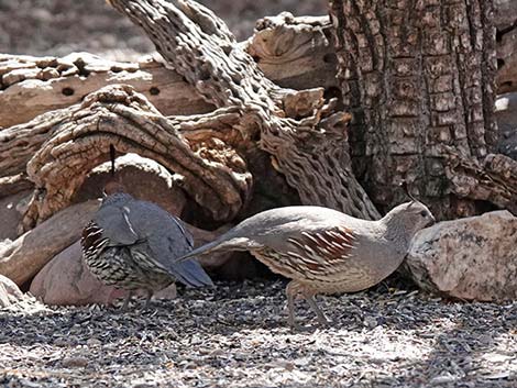 Jasper House Feeders