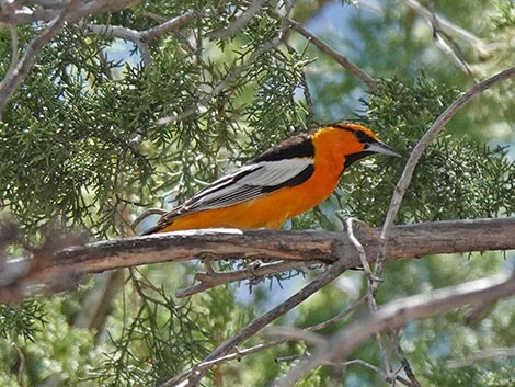 Jasper House Feeders