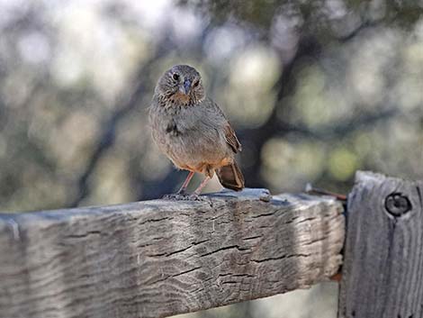 Jasper House Feeders