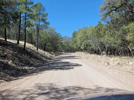 Pine-Oak Woodlands