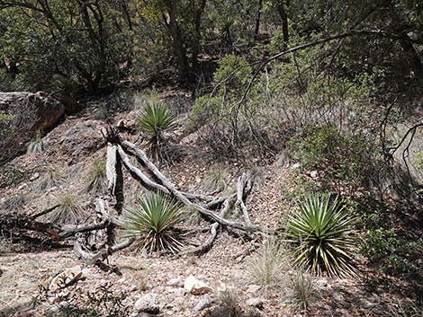 Cave Creek