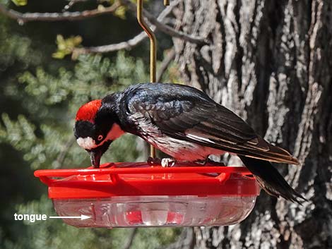 Acorn Woodpecker