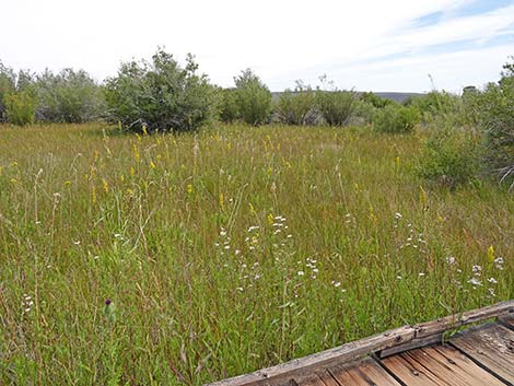 Boardwalk Trail