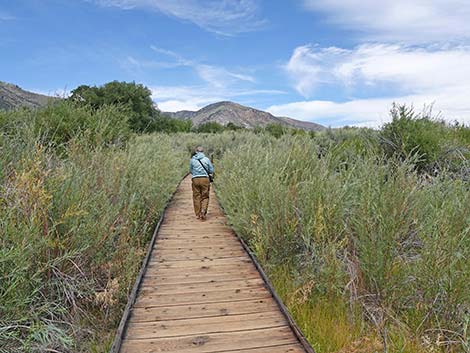 Boardwalk Trail