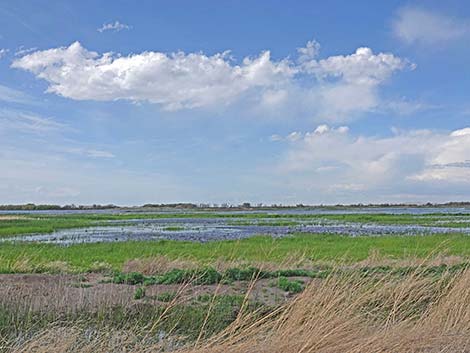 Malheur NWR, Buena Vista Ponds