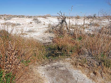 Blue Point Spring