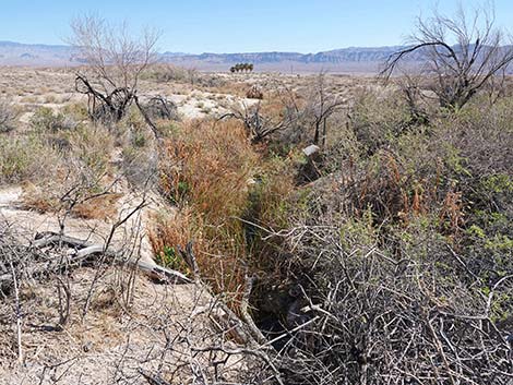 Blue Point Spring