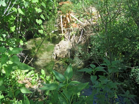 Warm Springs Natural Area