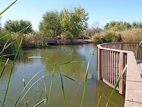 Clark County Wetlands Park