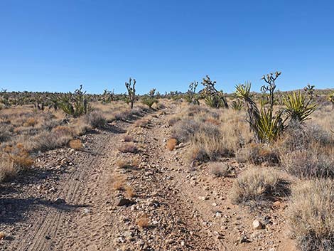 Grasslands Trail