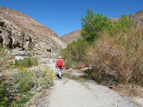 Darwin Falls Trail