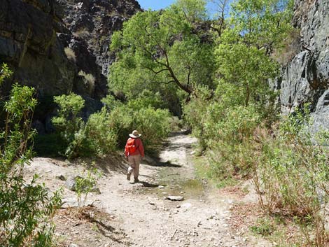 Darwin Falls Trail