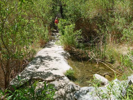 Darwin Falls Trail