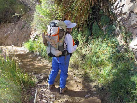 Bright Angel Trail