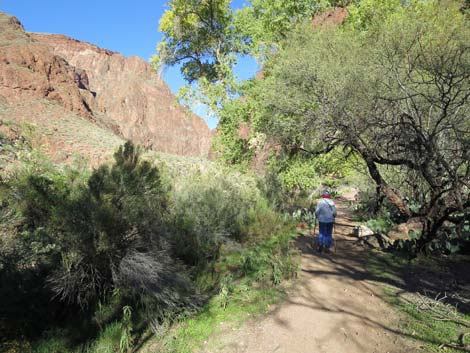 Bright Angel Trail