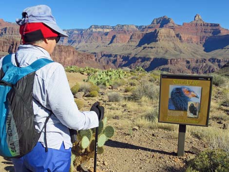 Plateau Point Trail