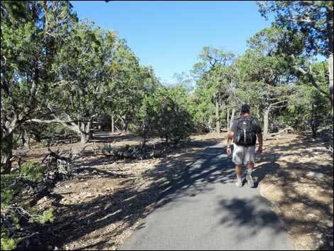 Rim Trail