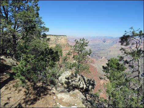 Rim Trail