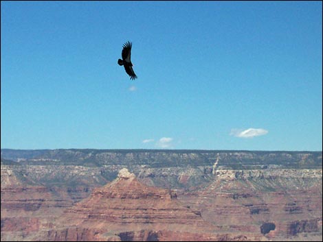 California Condors