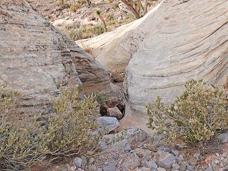 Doodlebug Arch