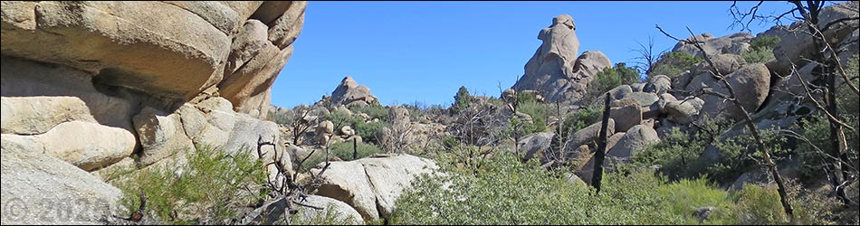 Grapevine Spring Loop