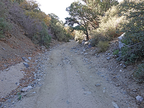 Cabin Canyon Road