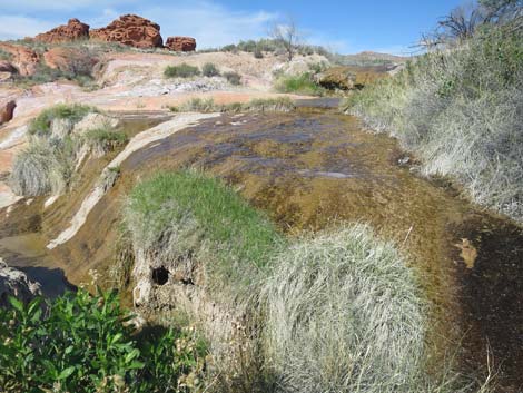 Red Rock Springs