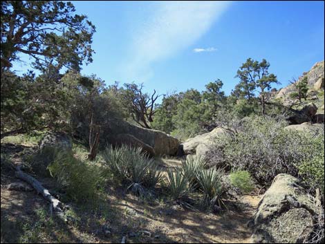 Shark Tooth Peak