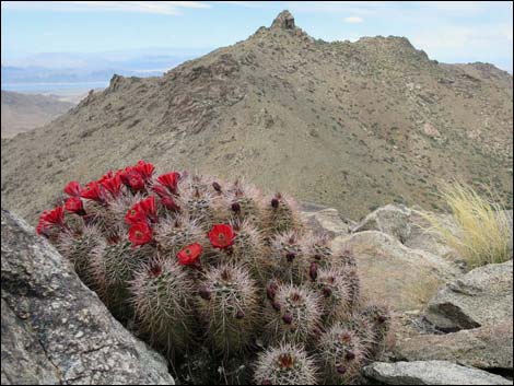 Shark Tooth Peak