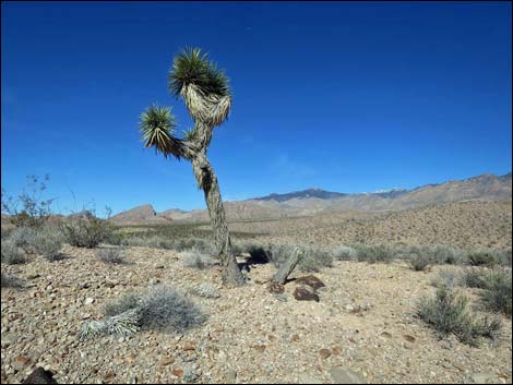 Wechech Basin Loop