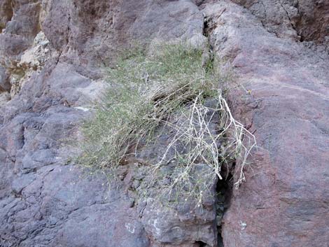 Arizona Hot Spring