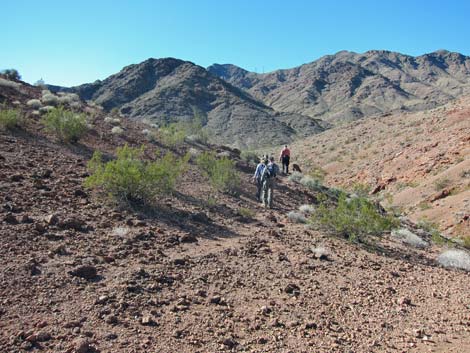 Cholla Forest