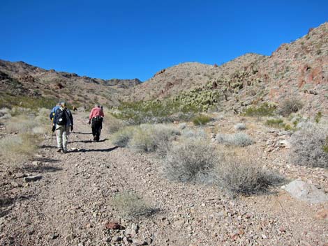 Cholla Forest