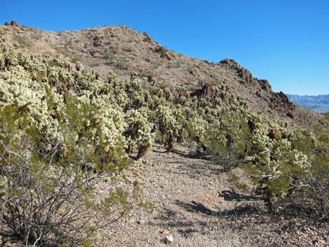 Cholla Forest