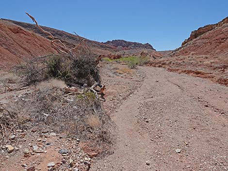 Cottonwood Spring