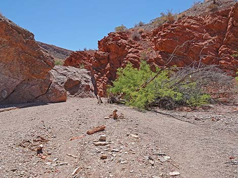 Cottonwood Spring