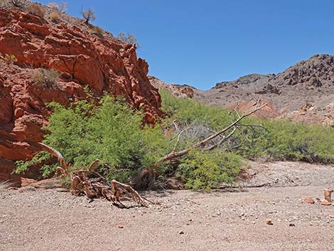 Cottonwood Spring