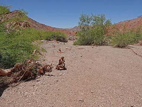 Cottonwood Wash