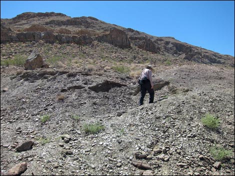 Frenchman Mountain Trilobite Quarry