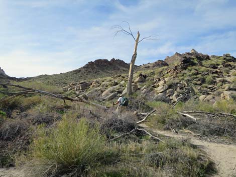 Grapevine Canyon