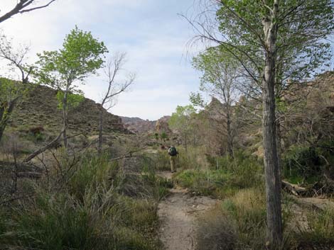 Grapevine Canyon